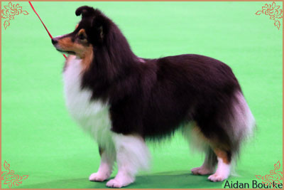 Dippersmoor Joie De Vivre at Sandwick, Crufts Winners