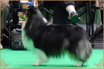 Dippersmoor Joie De Vivre at Sandwick, Crufts Winners