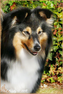 Dippersmoor Joie De Vivre at Sandwick, Crufts Winners