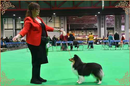 Dippersmoor Joie De Vivre at Sandwick, Crufts Winners