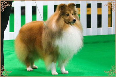 Edglonian Golden Graham, Crufts Winners