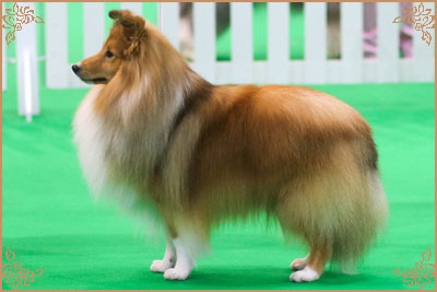 Edglonian Golden Graham, Crufts Winners