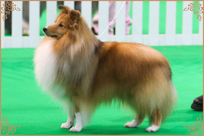 Edglonian Golden Graham, Crufts Winners