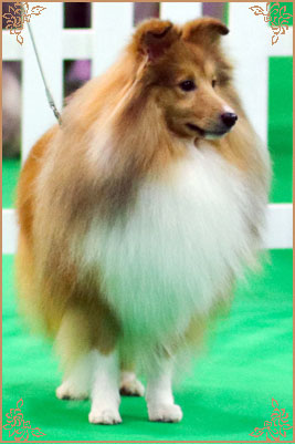 Edglonian Golden Graham, Crufts Winners