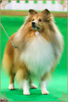 Edglonian Golden Graham, Crufts Winners