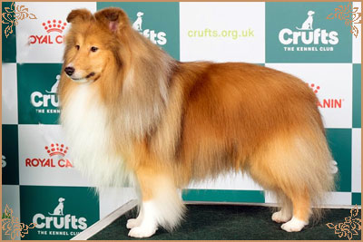 Edglonian Golden Graham, Crufts Winners