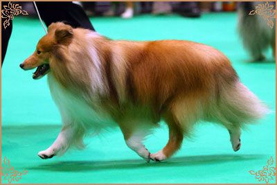 Edglonian Golden Graham, Crufts Winners