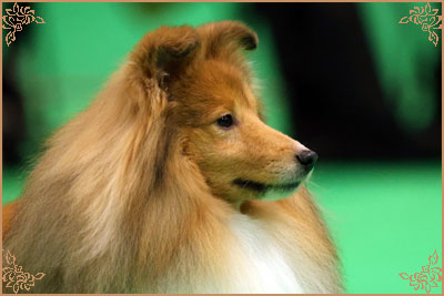 Edglonian Golden Graham, Crufts Winners