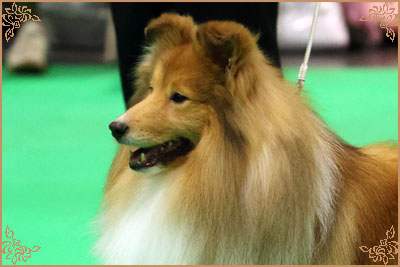 Edglonian Golden Graham, Crufts Winners