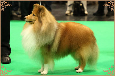 Edglonian Golden Graham, Crufts Winners