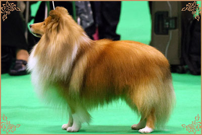 Edglonian Golden Graham, Crufts Winners