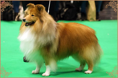 Edglonian Golden Graham, Crufts Winners