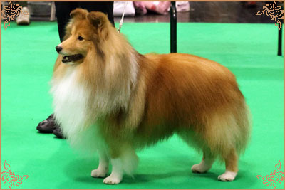 Edglonian Golden Graham, Crufts Winners