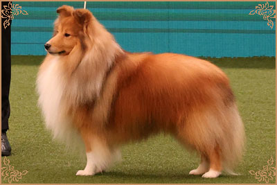 Edglonian Golden Graham, Crufts Winners