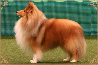 Edglonian Golden Graham, Crufts Winners