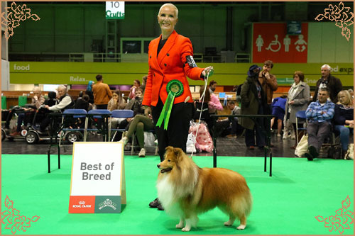 Edglonian Golden Graham, Crufts Winners