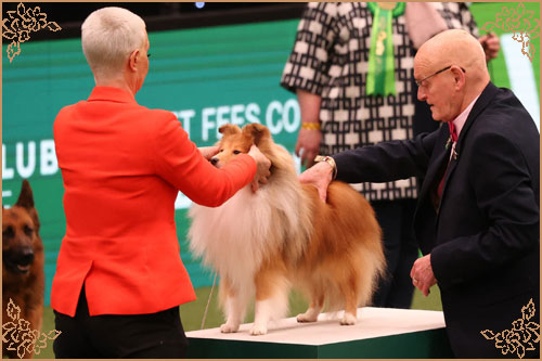 Edglonian Golden Graham, Crufts Winners