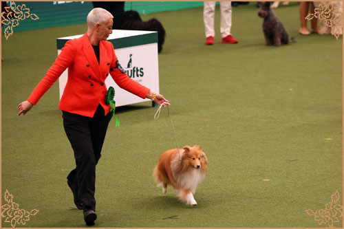Edglonian Golden Graham, Crufts Winners
