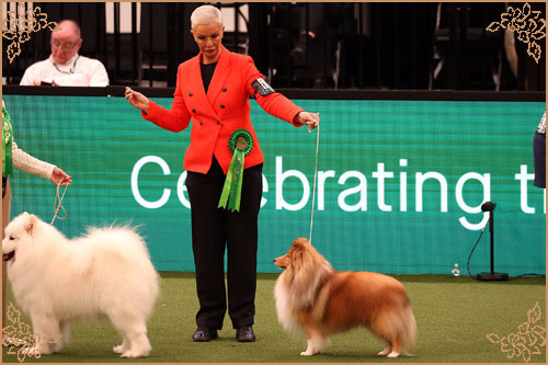 Edglonian Golden Graham, Crufts Winners