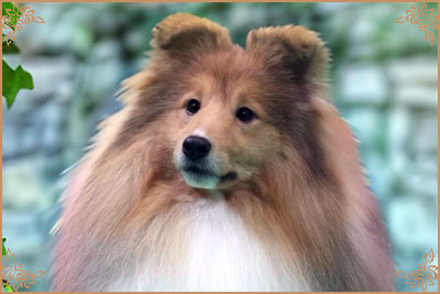 Edglonian Golden Graham, Crufts Winners