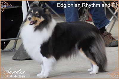Edglonian Rhythm`N Rhyme, Crufts Winners