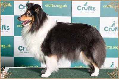 Edglonian Rhythm`N Rhyme Edglonian Rhythm`N Rhyme, Crufts Winners