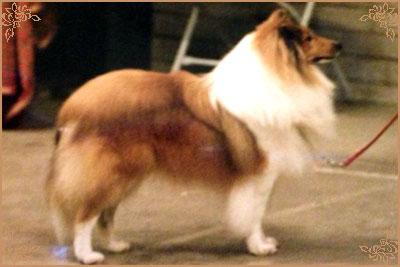 Edglonian Rocking Robin, Crufts Winners