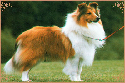 Edglonian Rocking Robin, Crufts Winners