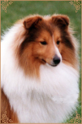 Edglonian Rocking Robin, Crufts Winners