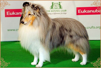 Edglonian Singing The Blues, Crufts Winners