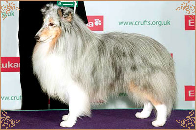 Edglonian Singing The Blues, Crufts Winners