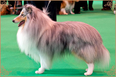 Edglonian Singing The Blues, Crufts Winners