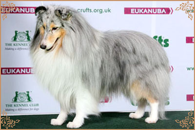 Edglonian Singing The Blues, Crufts Winners