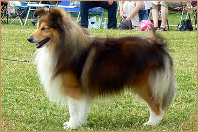 Edglonian The Real McCoy, Crufts Winners