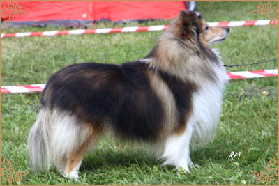 Edglonian The Real McCoy, Crufts Winners