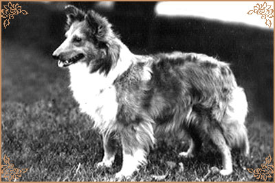 Eltham Park Esme Eltham Park Esme, Crufts Winners