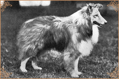 Eltham Park Eureka, Crufts Winners