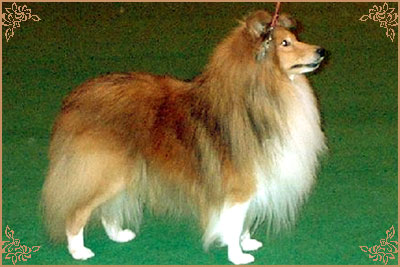 Evad Sommer Shadow, Crufts Winners