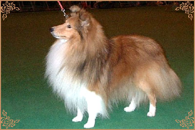Evad Sommer Shadow, Crufts Winners
