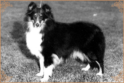 Exford Pipestyle Mystic Star, Crufts Winners