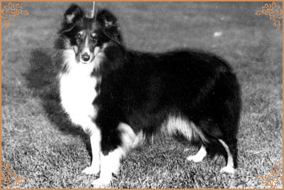 Exford Pipestyle Mystic Star Exford Pipestyle Mystic Star, Crufts Winners