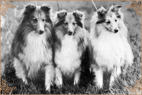 Monkreddan Sunray, Crufts Winners