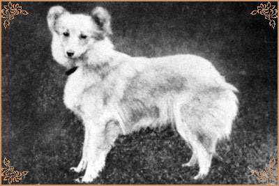 Foss Foss, Crufts Winners