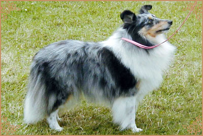 Francehill Willow Pattern, Crufts Winners