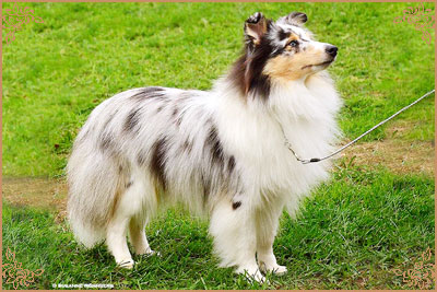 Frostice Makeover, Crufts Winners