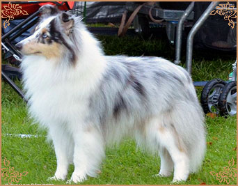 Frostice Makeover, Crufts Winners