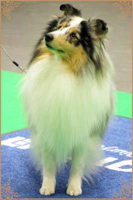 Frostice Makeover, Crufts Winners