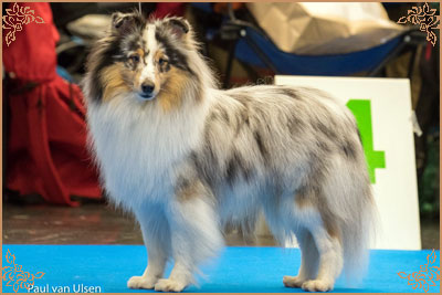 Frostice Makeover, Crufts Winners