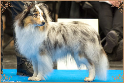 Frostice Makeover, Crufts Winners