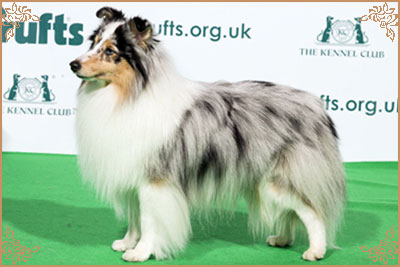 Frostice Makeover, Crufts Winners